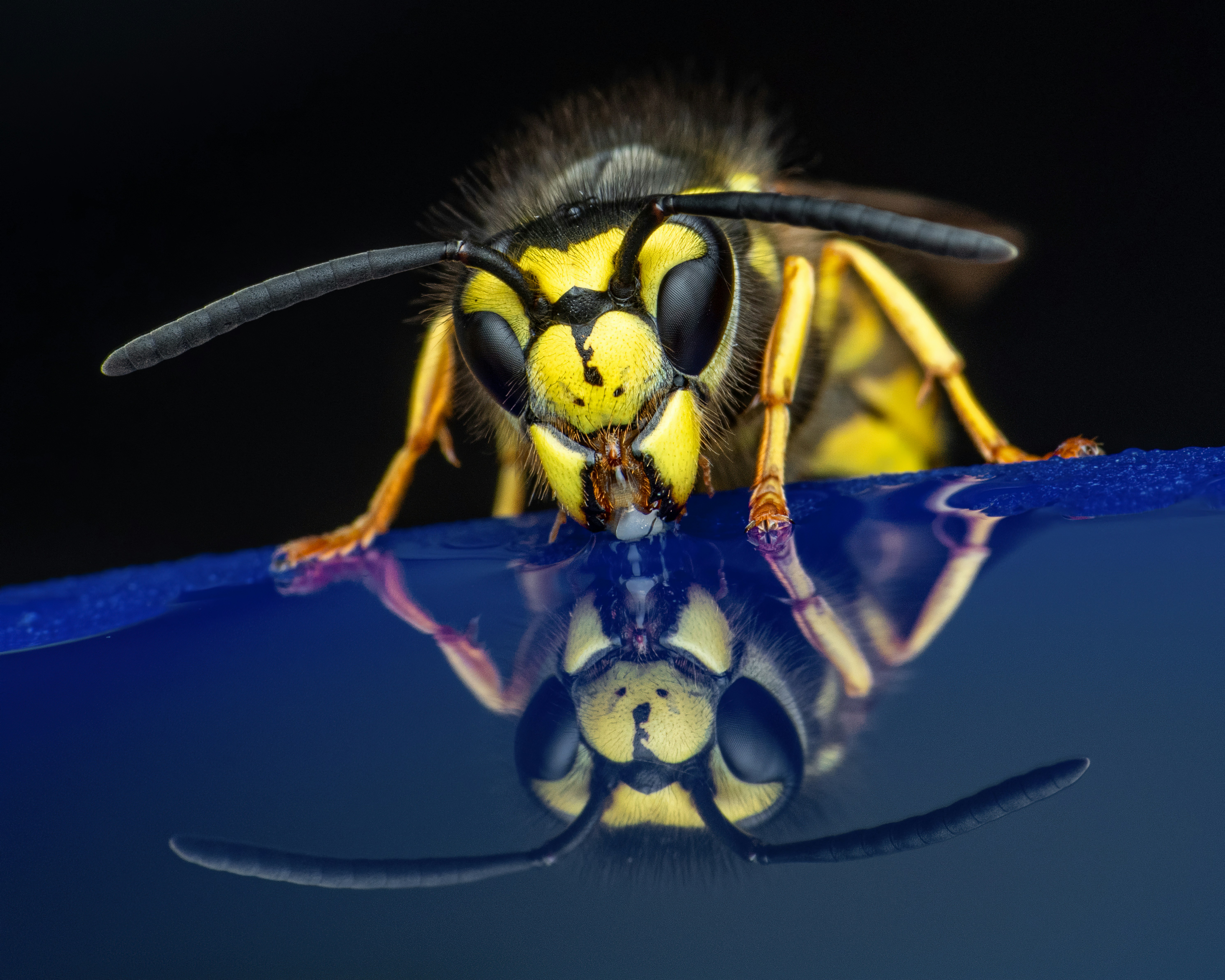 The Shocking Truth About Yellow Insect Guards (image credits: unsplash)