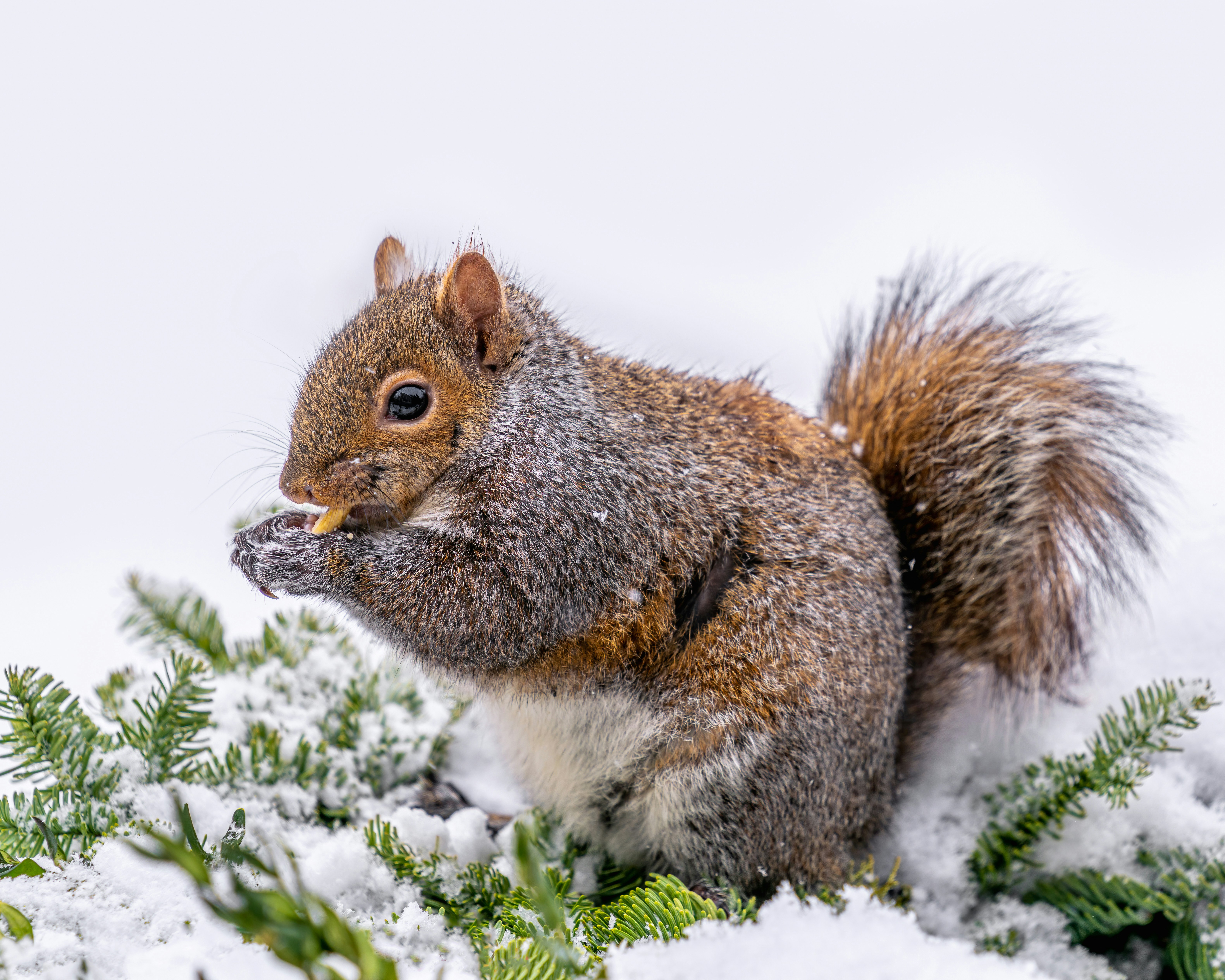 Photo by skylerewing