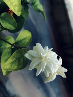 Close-up of a delicate jasmine flower bathed in soft morning light, highlighting its pure white petals.