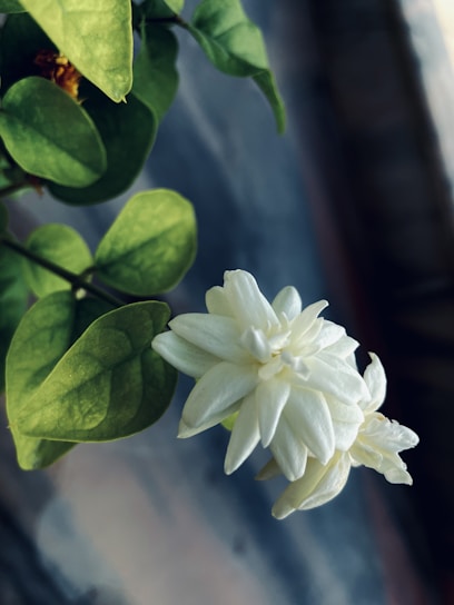 Close-up of a delicate jasmine flower bathed in soft morning light, highlighting its pure white petals.