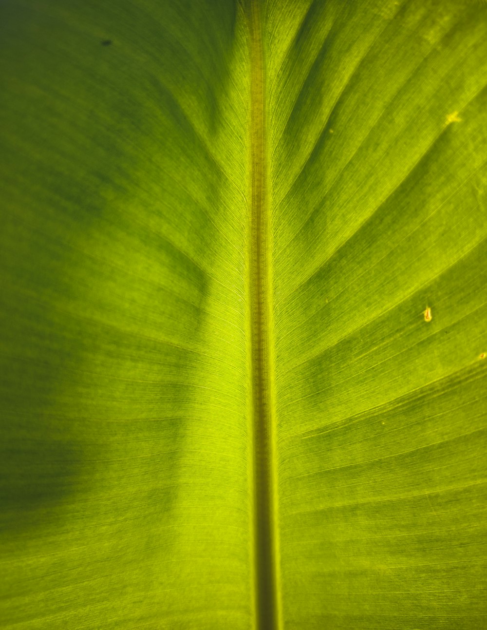 a close up of a leaf