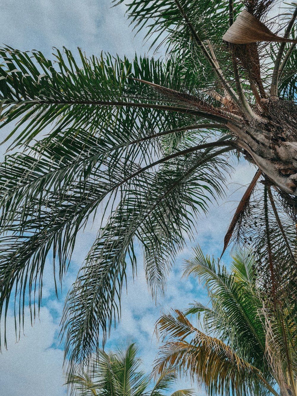 a group of palm trees