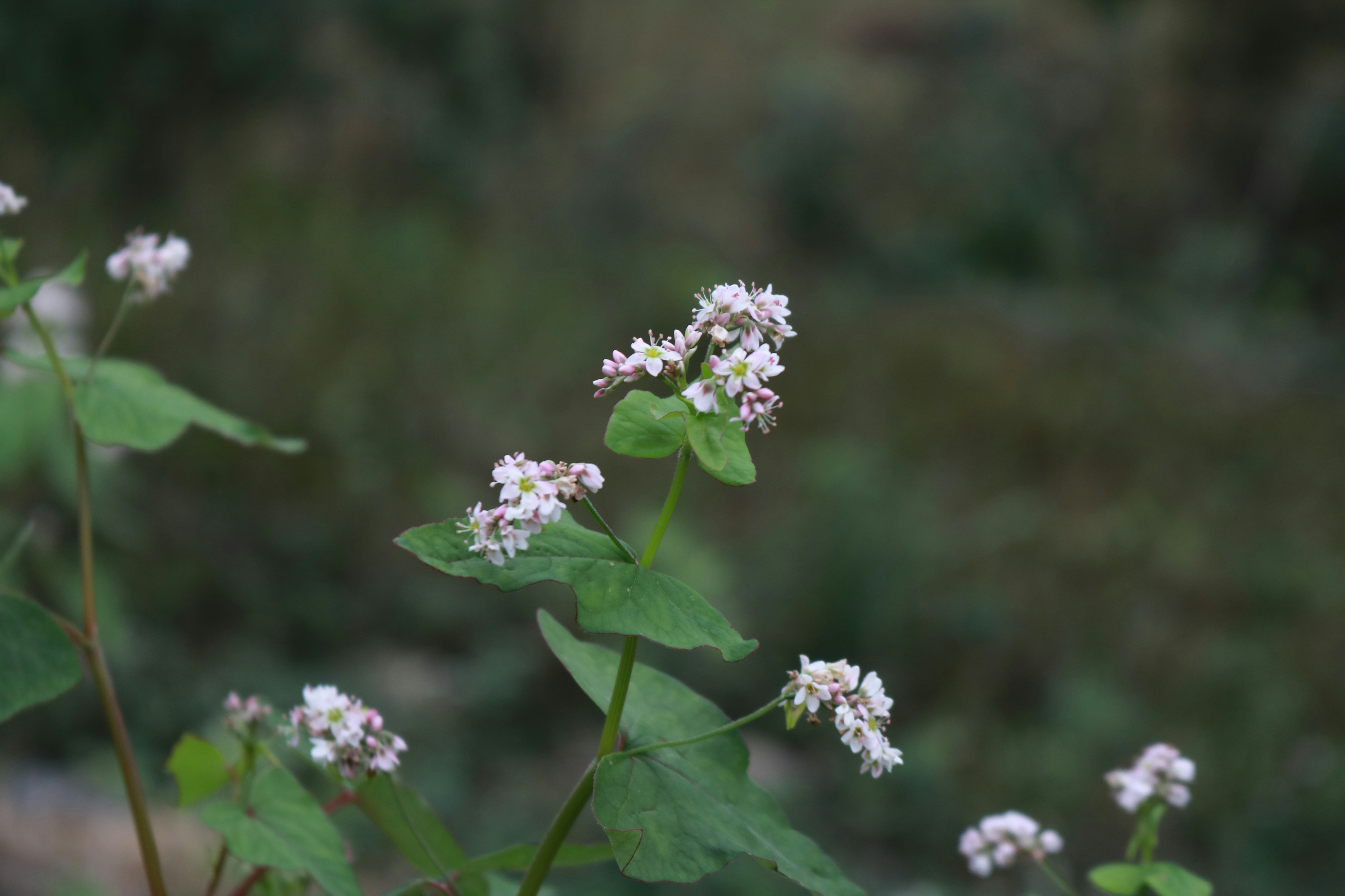 Photo by phuonganh1199