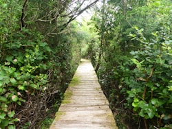 a wooden bridge in the woods