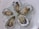 Five fresh oysters are arranged on a bed of crushed ice, garnished with small orange and green herbs. The oysters' pearlescent shells and the translucent ice create a refreshing and appetizing presentation.