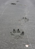 Paw prints drawn in sand next to scattered dog treats on a sunny day.