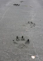 Alien puppy paw prints in soft sand leading towards a vibrant coral reef.