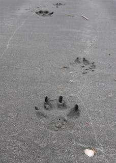 Alien puppy paw prints in soft sand leading towards a vibrant coral reef.