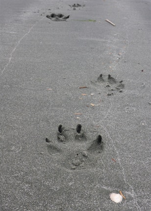 Paw prints drawn in sand next to scattered dog treats on a sunny day.