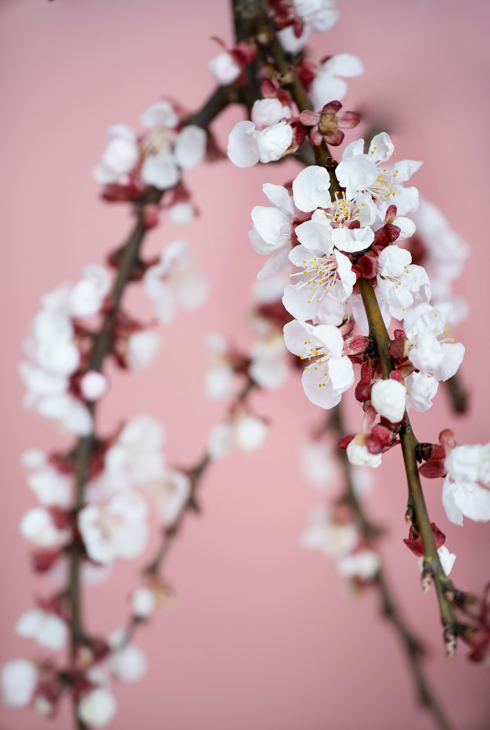 a close up of a tree branch with white flowers