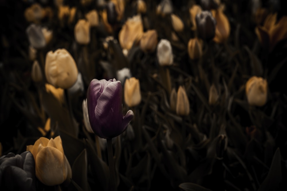 a close up of a flower