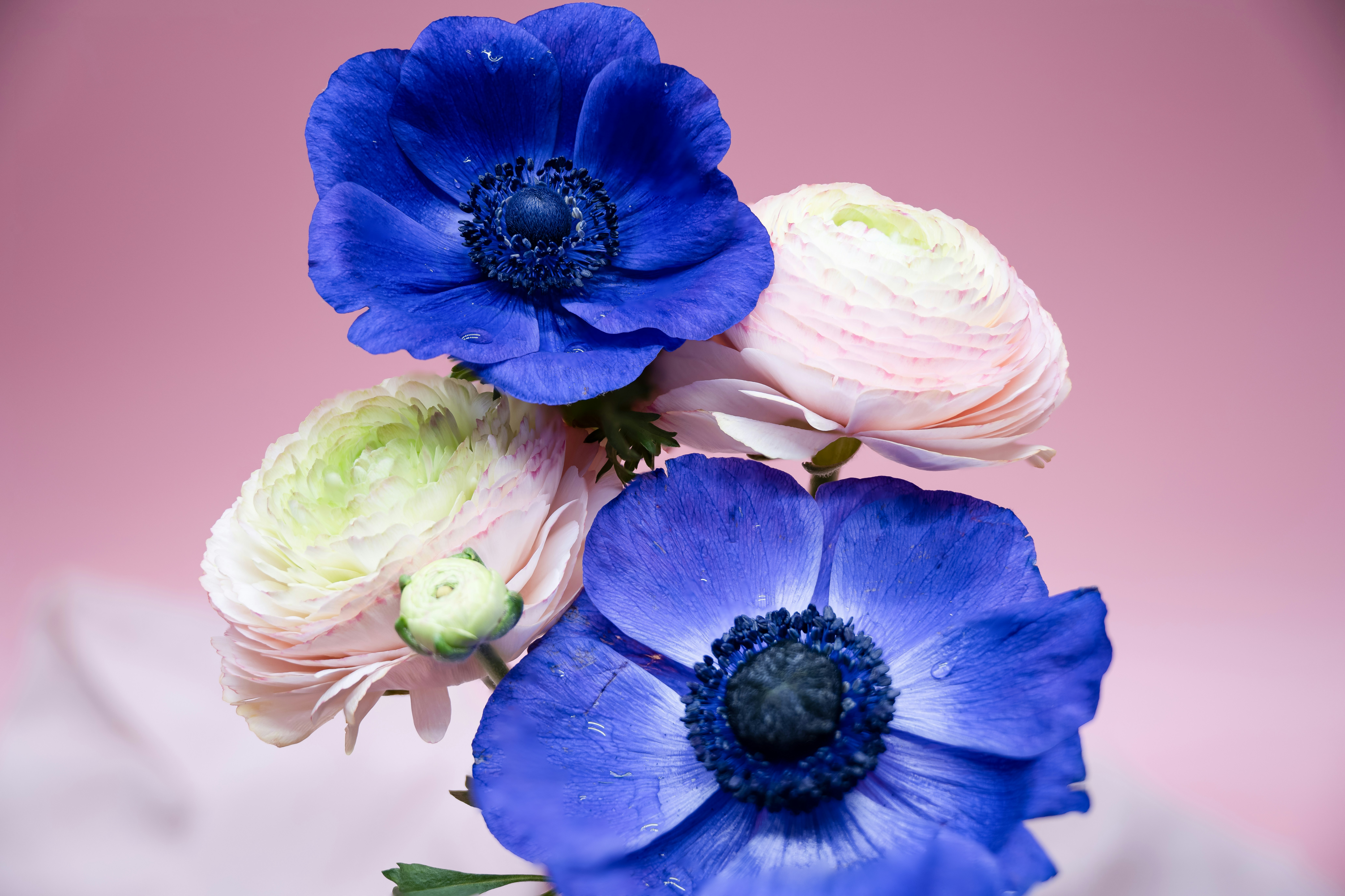 a group of flowers