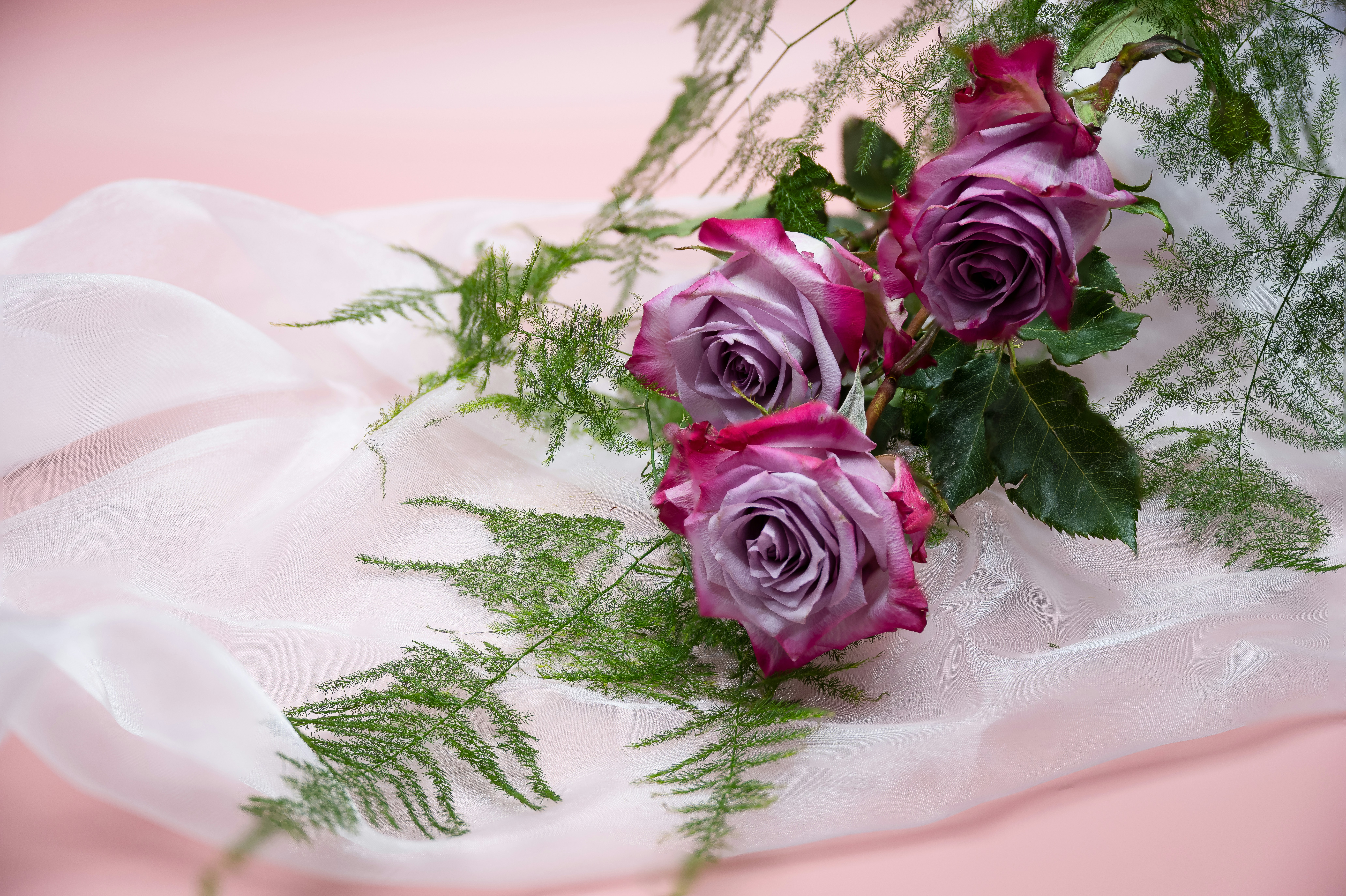 a group of roses