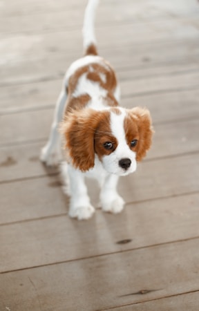 Cavalier King Charles Spaniel