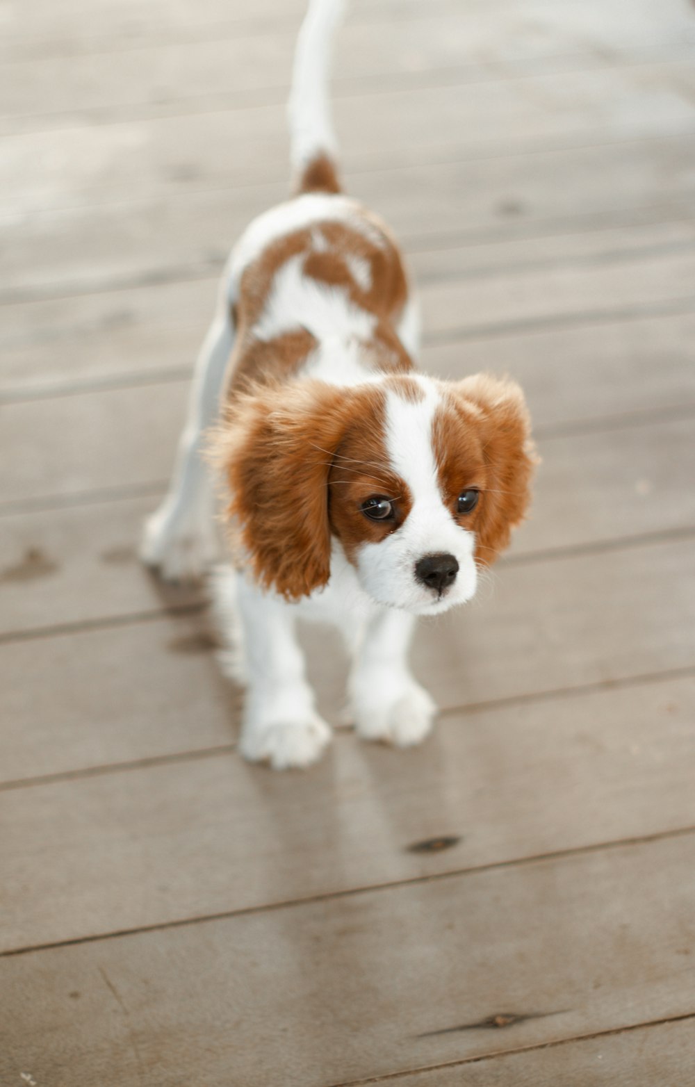 a dog standing on a tile floor