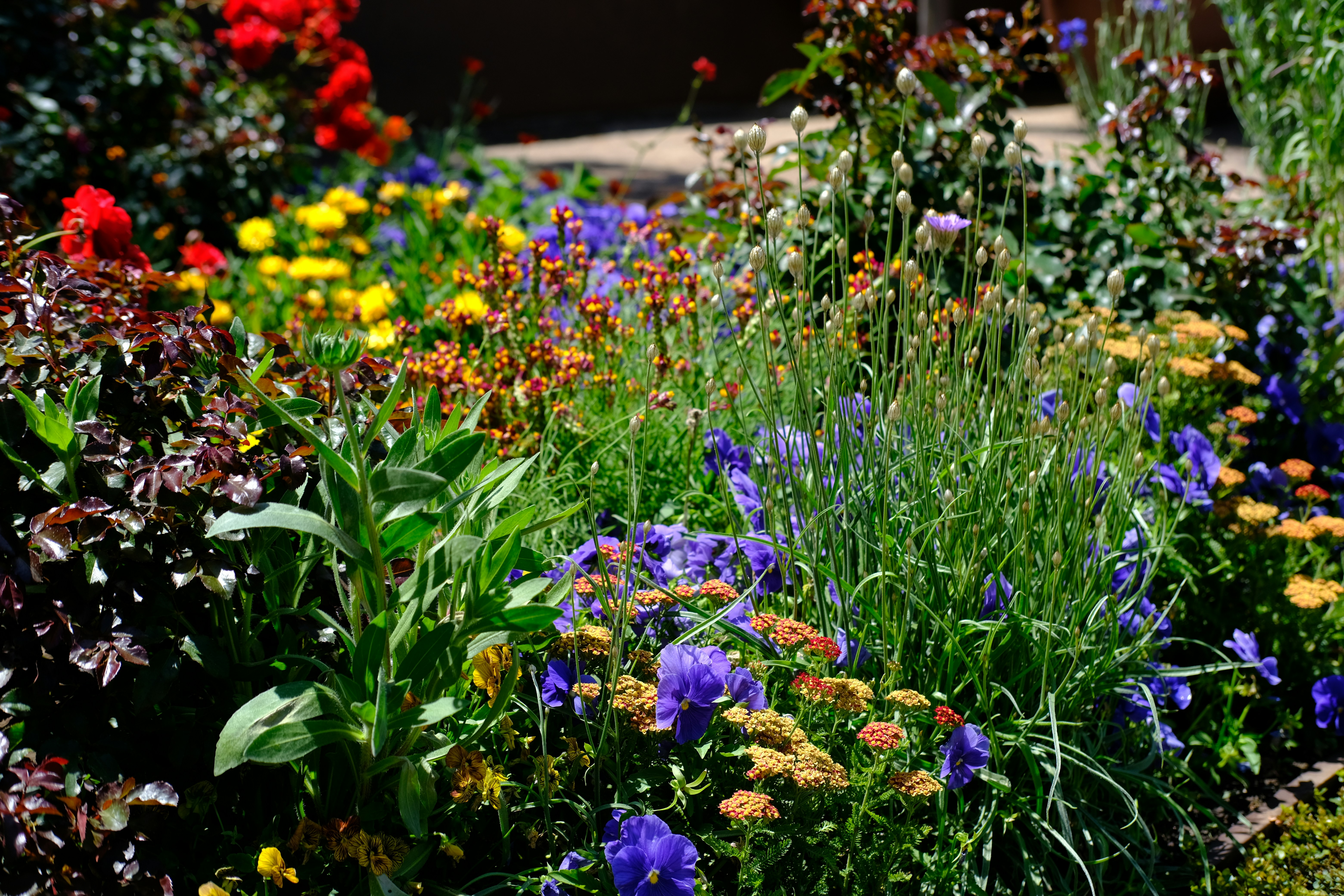 a field of colorful flowers, Garden of Getty Center