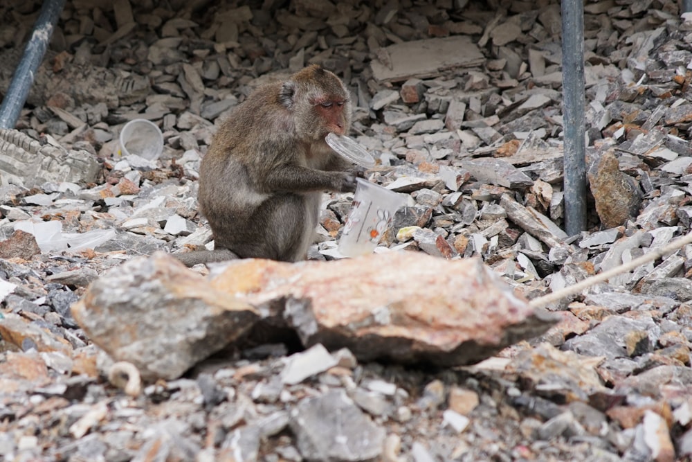 a monkey sitting on a rock