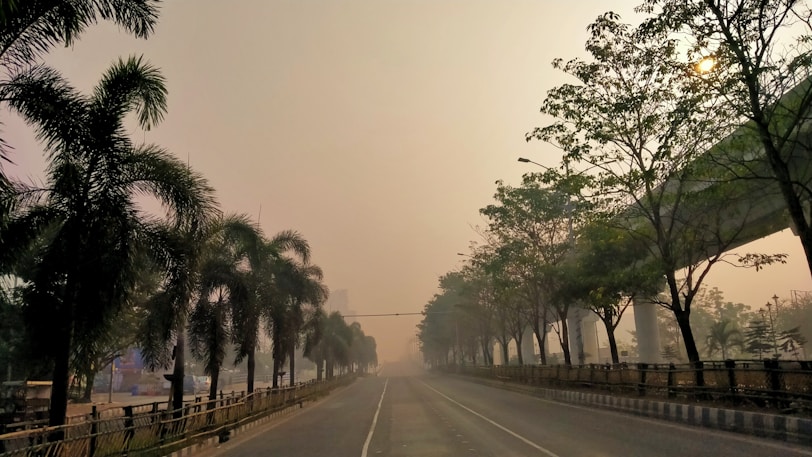 a road with palm trees on the side