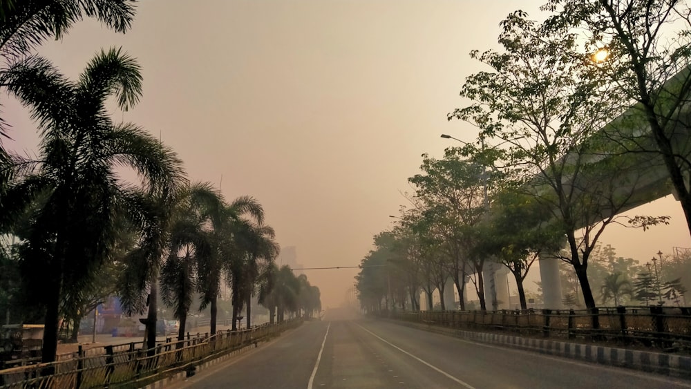 a road with palm trees on the side