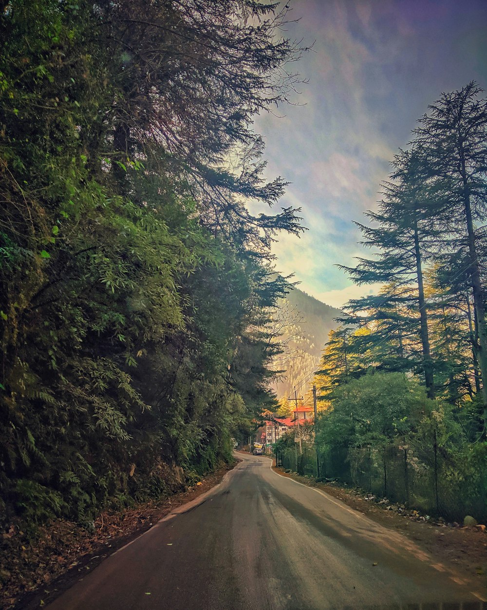 a road with trees on the side