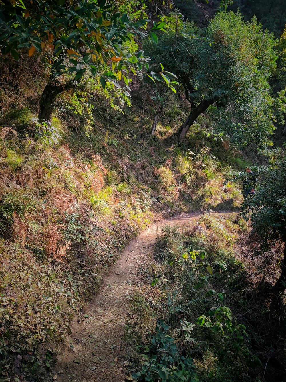 a dirt path through a forest