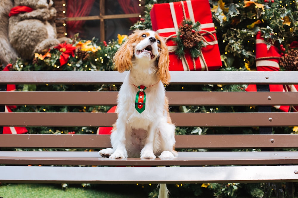 a dog sitting on a bench