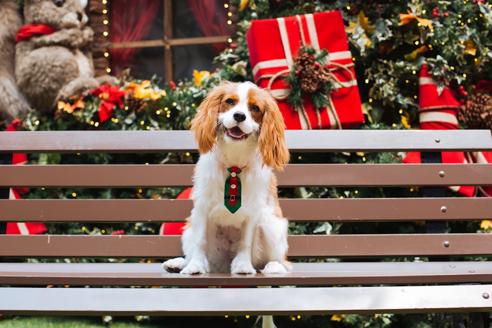 a dog sitting on a bench