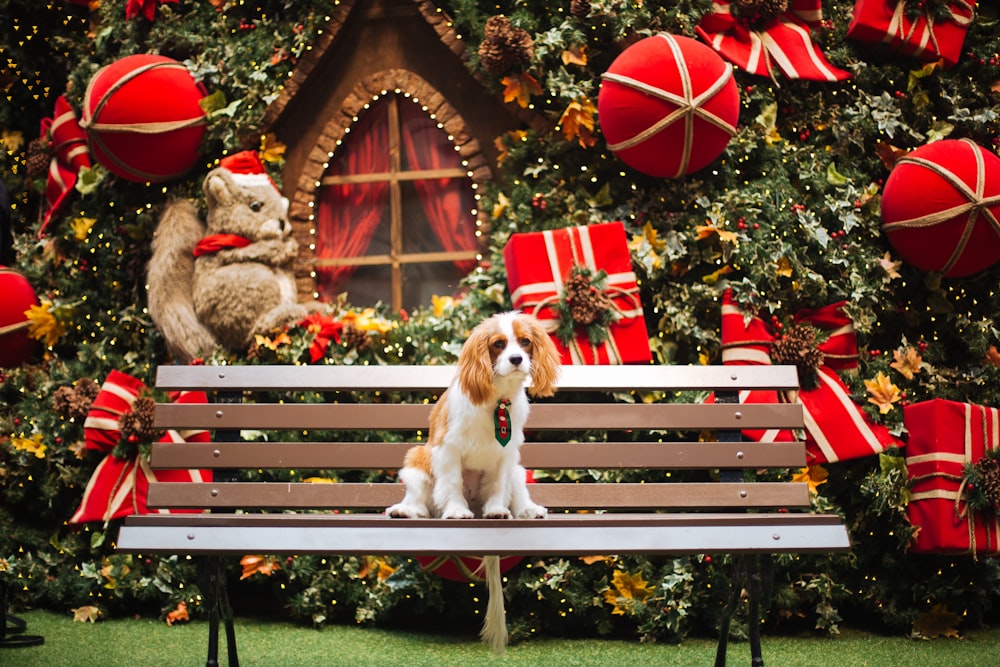 a dog sitting on a bench with a stuffed animal on it