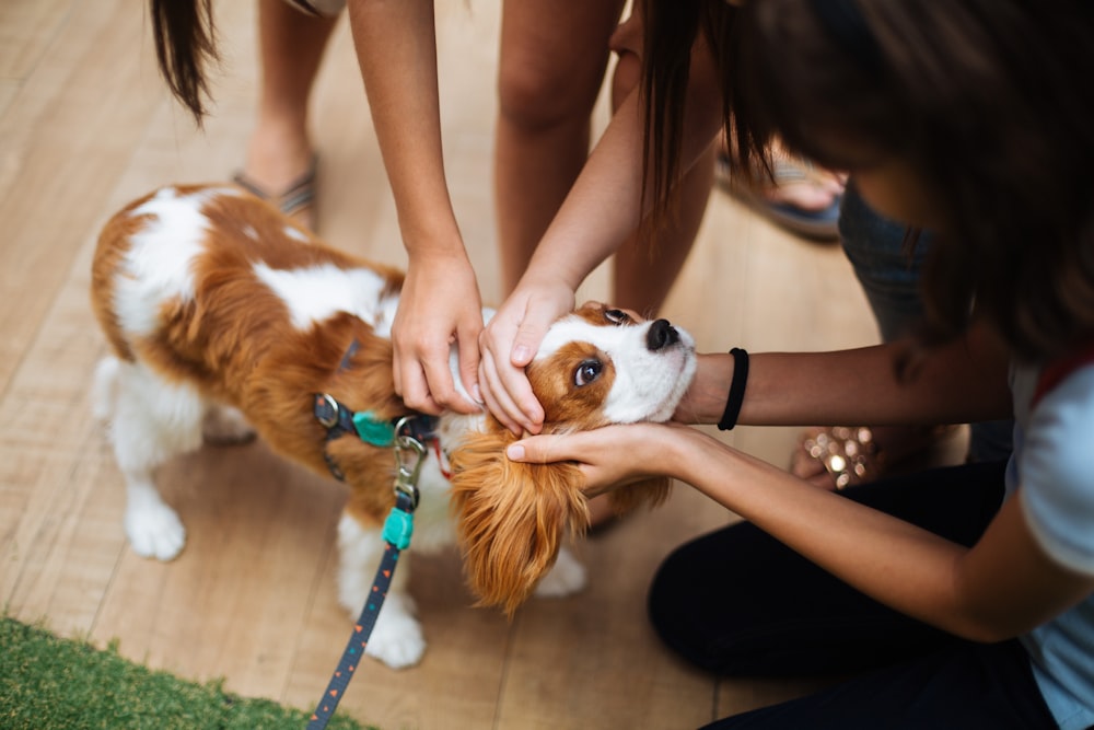 a woman petting a dog