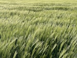 A wide shot of a lush millet field swaying gently on a bright day.