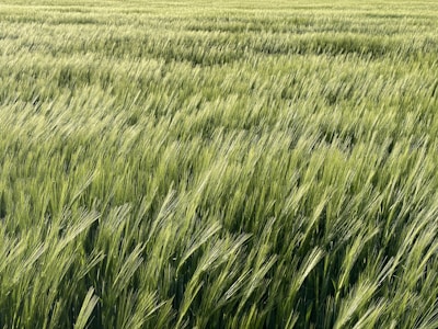 A wide shot of a lush millet field swaying gently on a bright day.