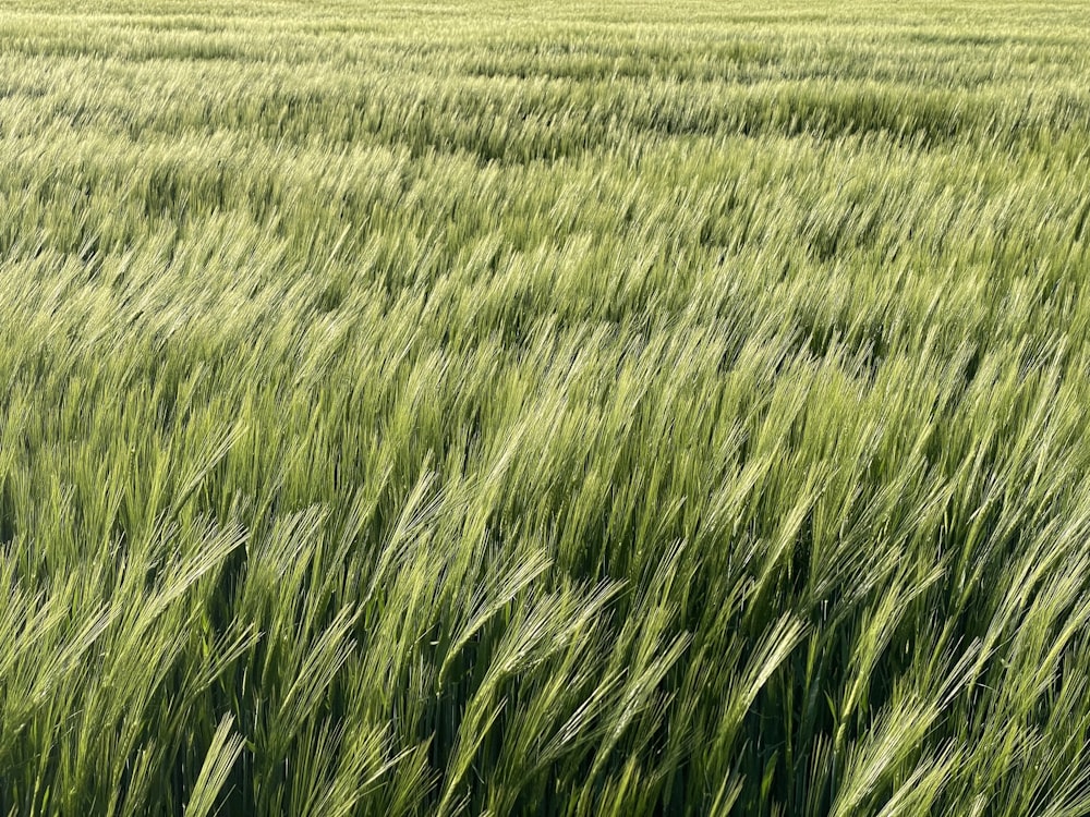 a field of green grass