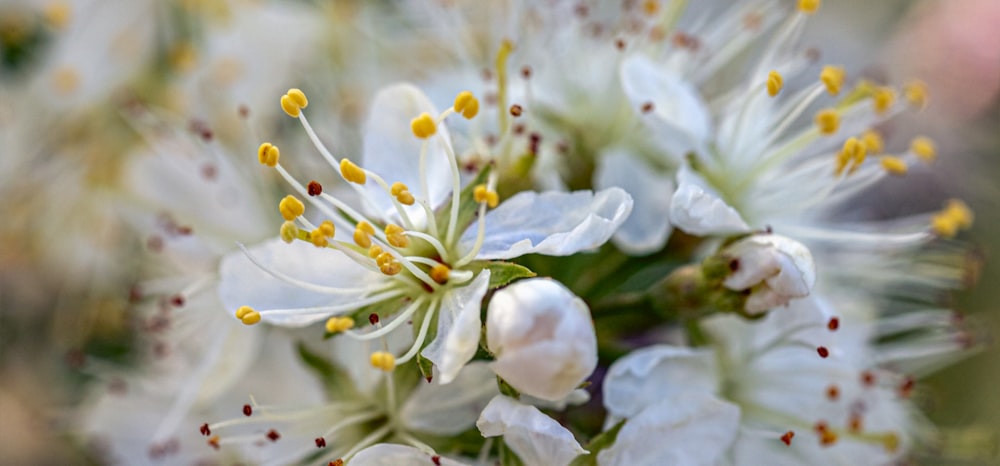 a close up of white flowers