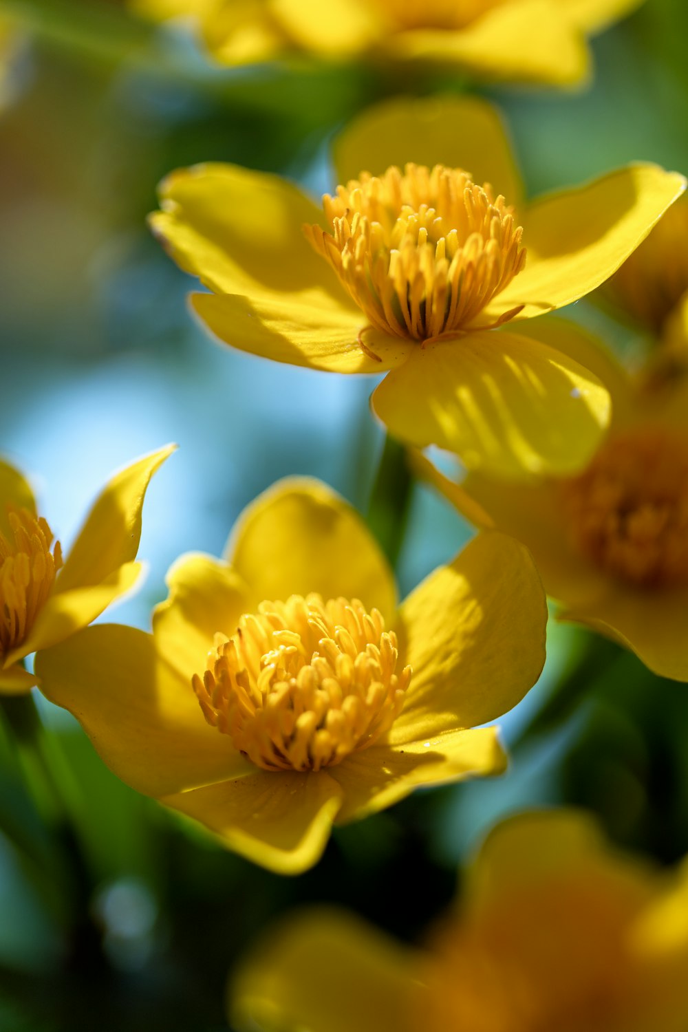 a close up of yellow flowers