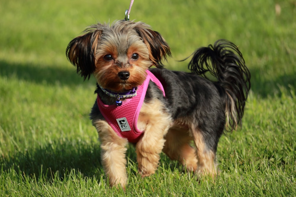 a dog running in the grass