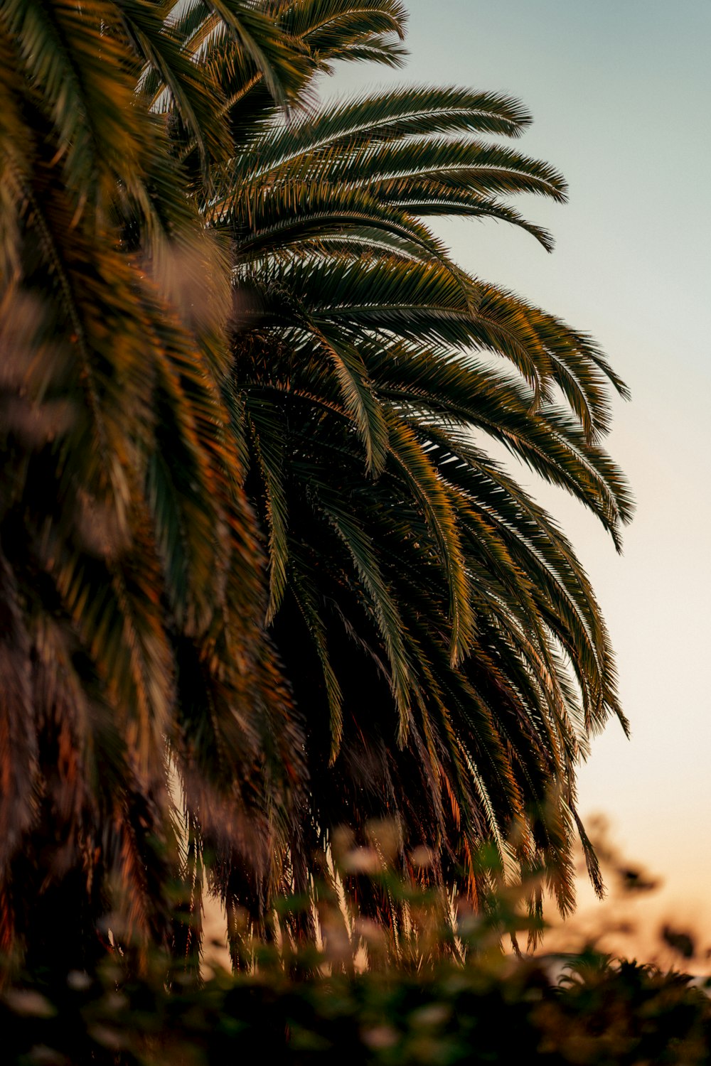 a palm tree with leaves