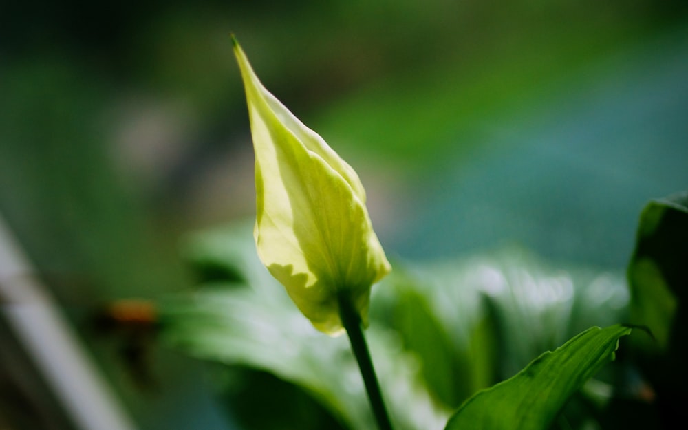 a close up of a flower