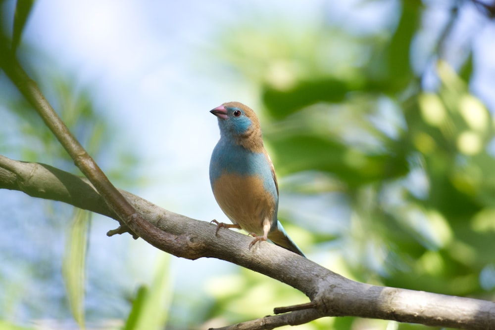 a bird on a branch