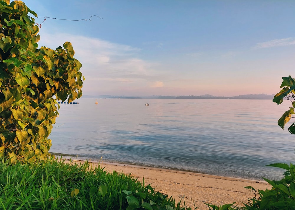 a beach with a body of water