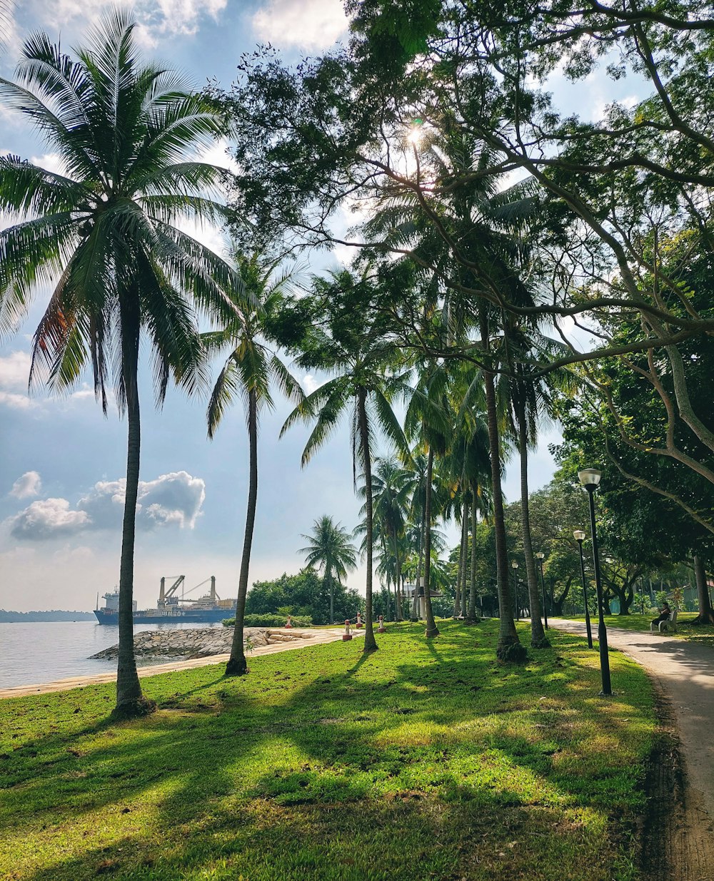 a group of palm trees next to a beach