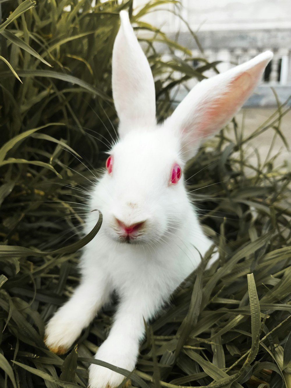 a white rabbit in a bush