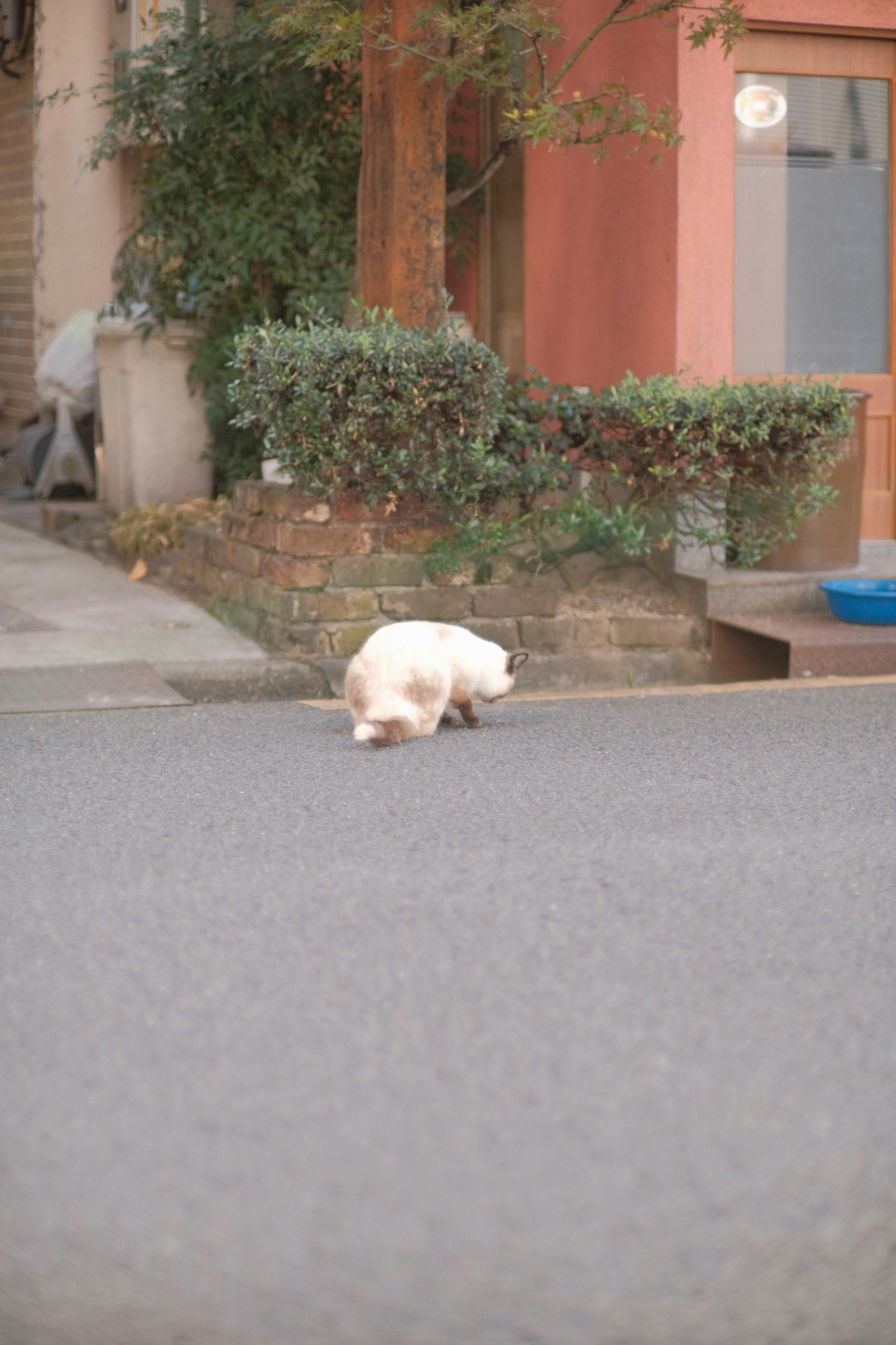 a cat walking on a sidewalk