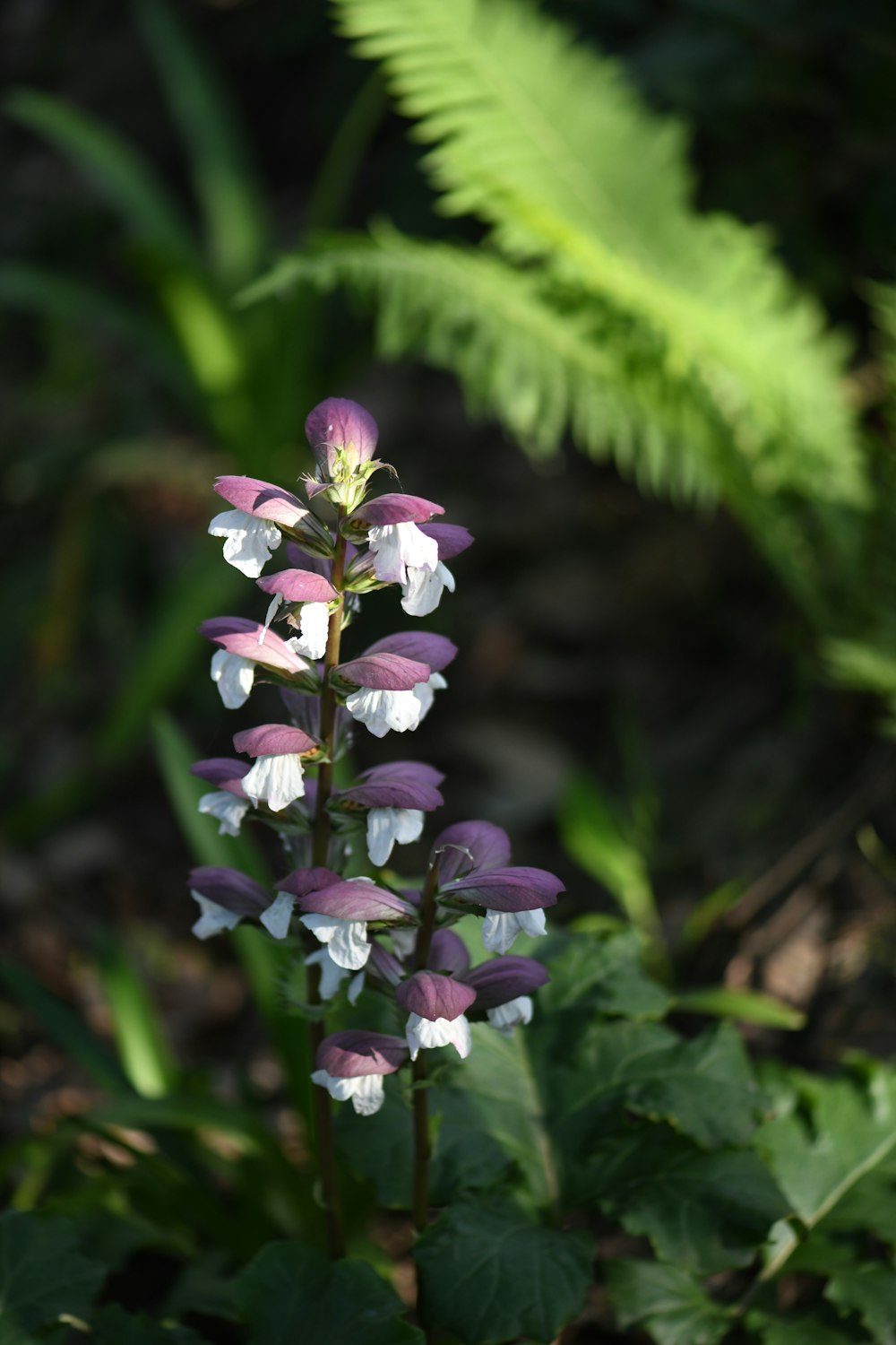 a close-up of a purple flower