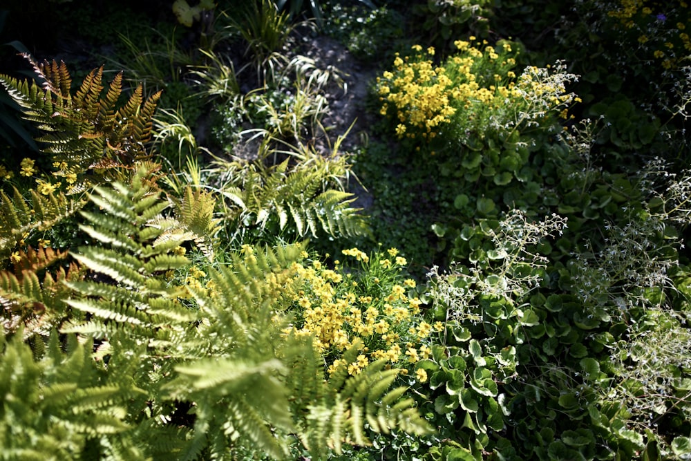 a close-up of some plants