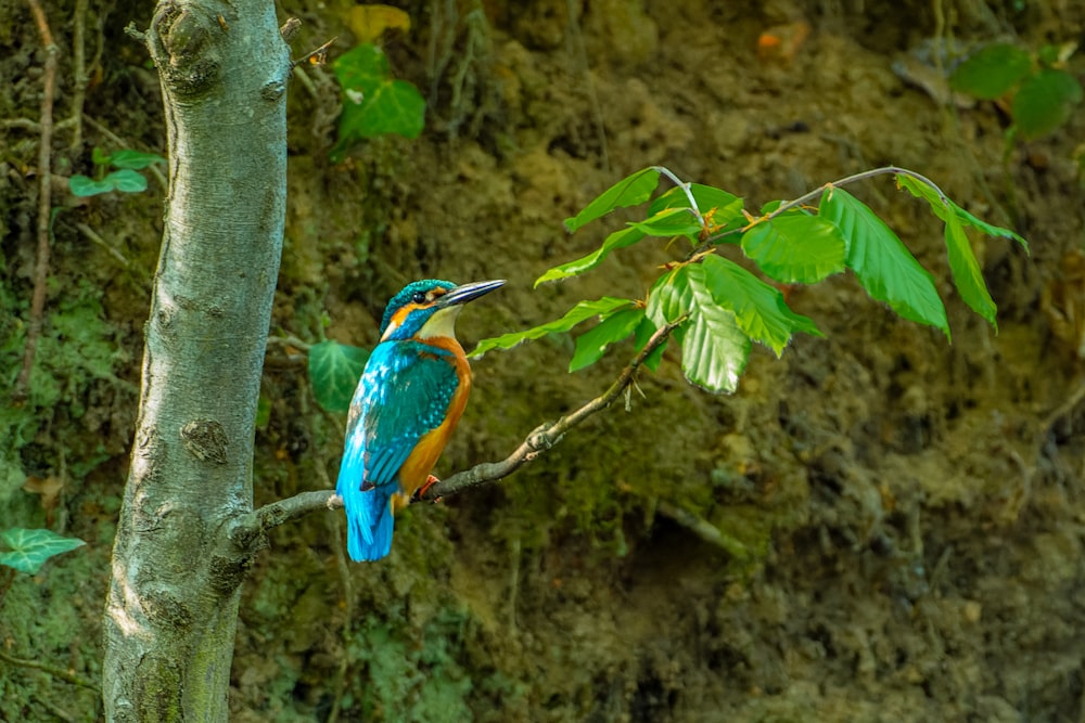 a bird perched on a tree branch