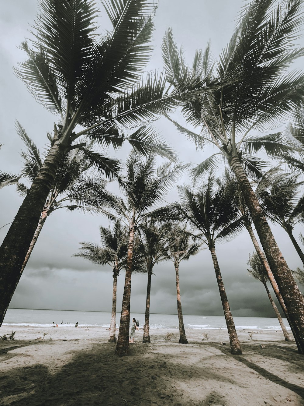 a group of palm trees on a beach