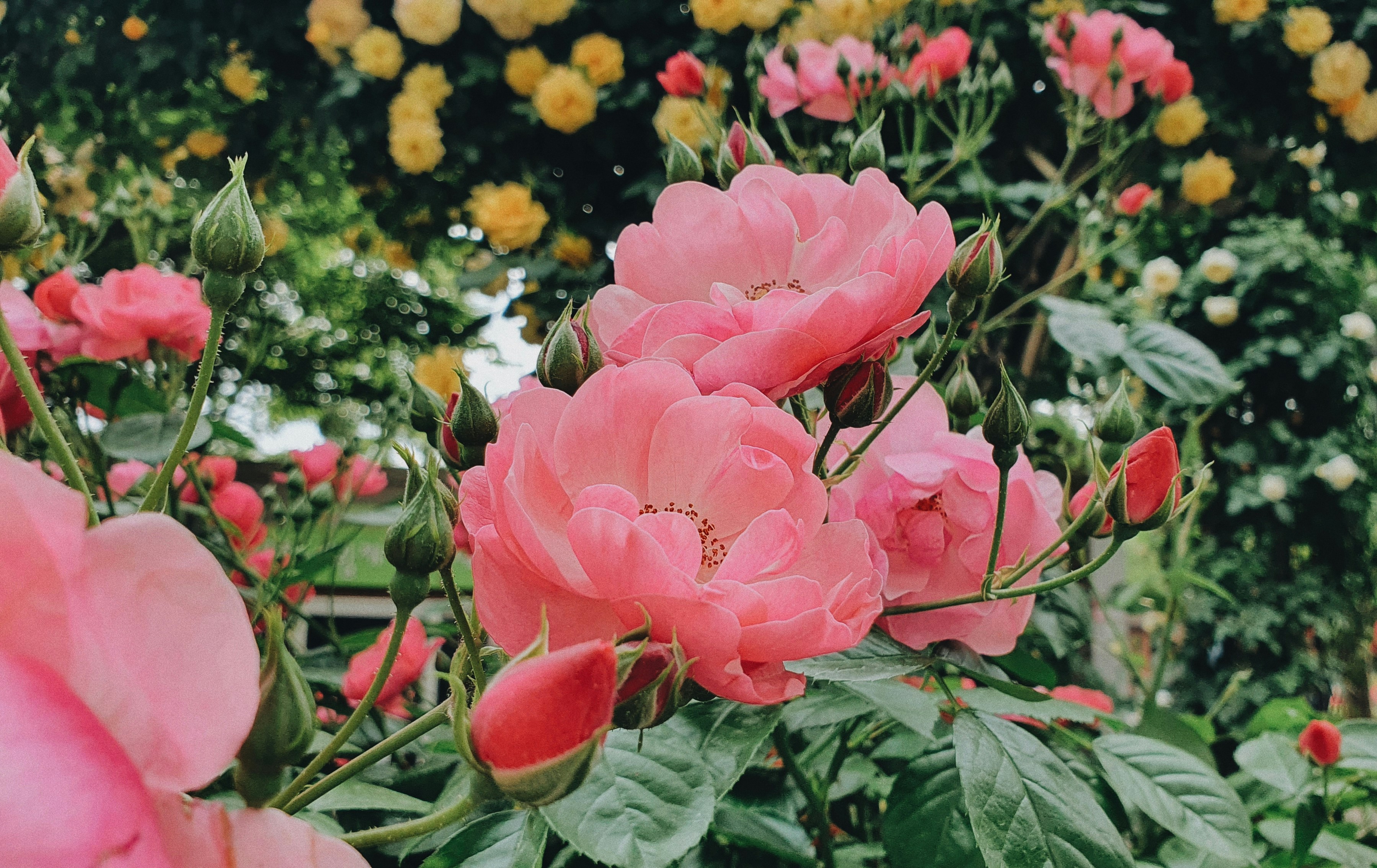 Photo by uyasehn