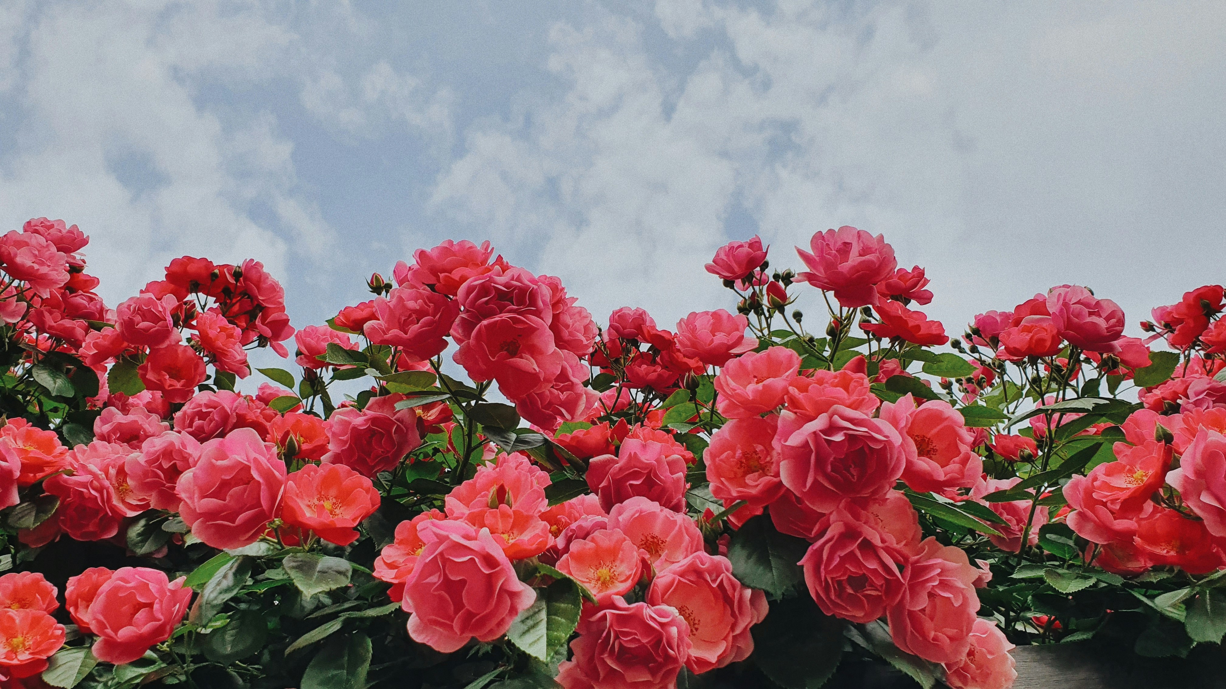 Imágenes de Fondo De Rosa | Descarga imágenes gratuitas en Unsplash, image size:3000x1688