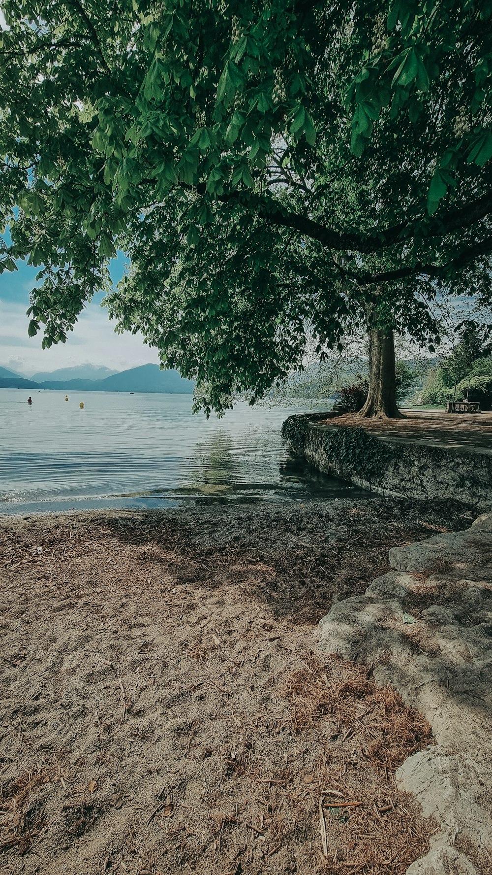 a tree next to a body of water