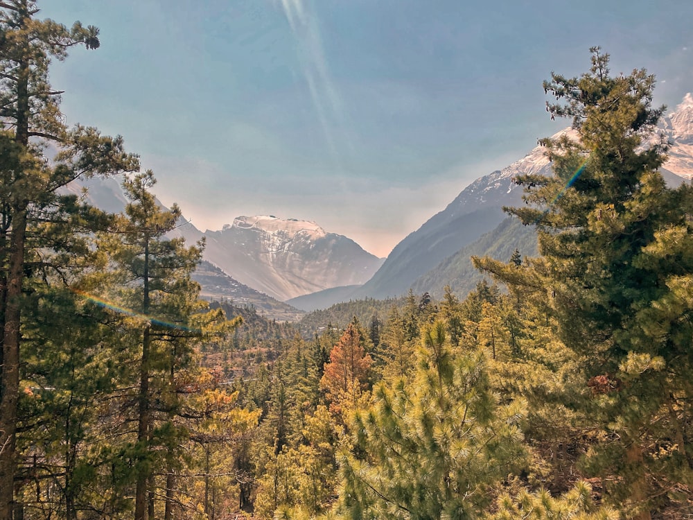 a forest of trees with mountains in the background